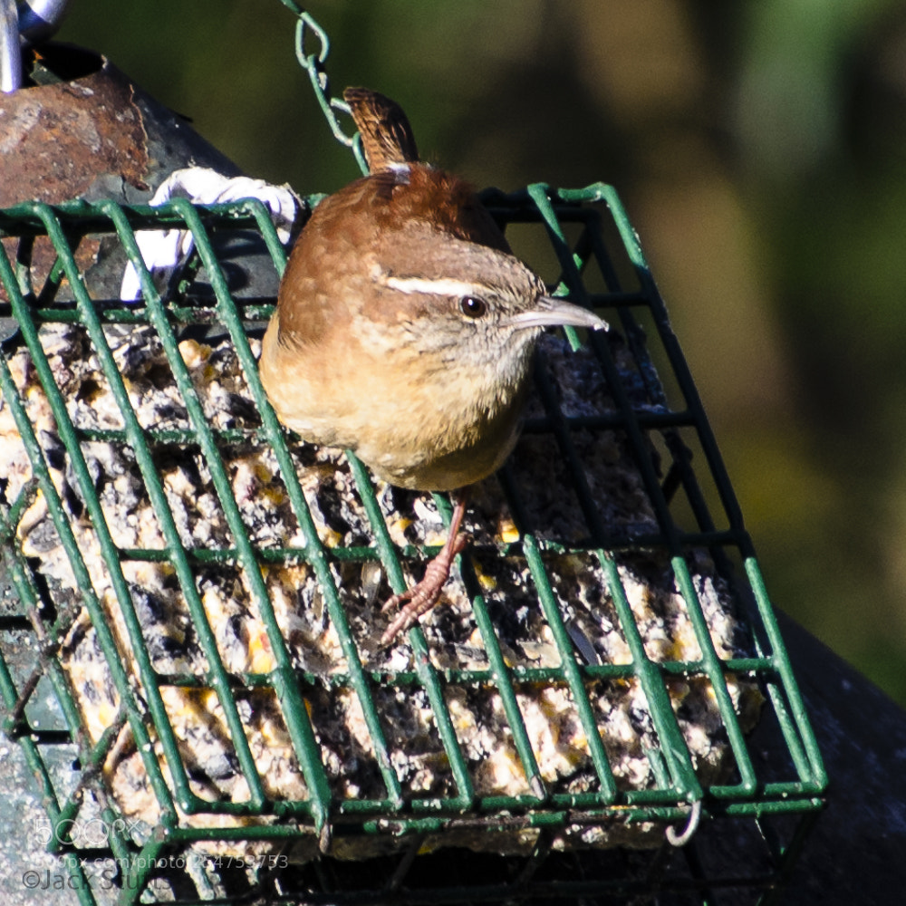 Nikon D7000 sample photo. Carolina wren photography