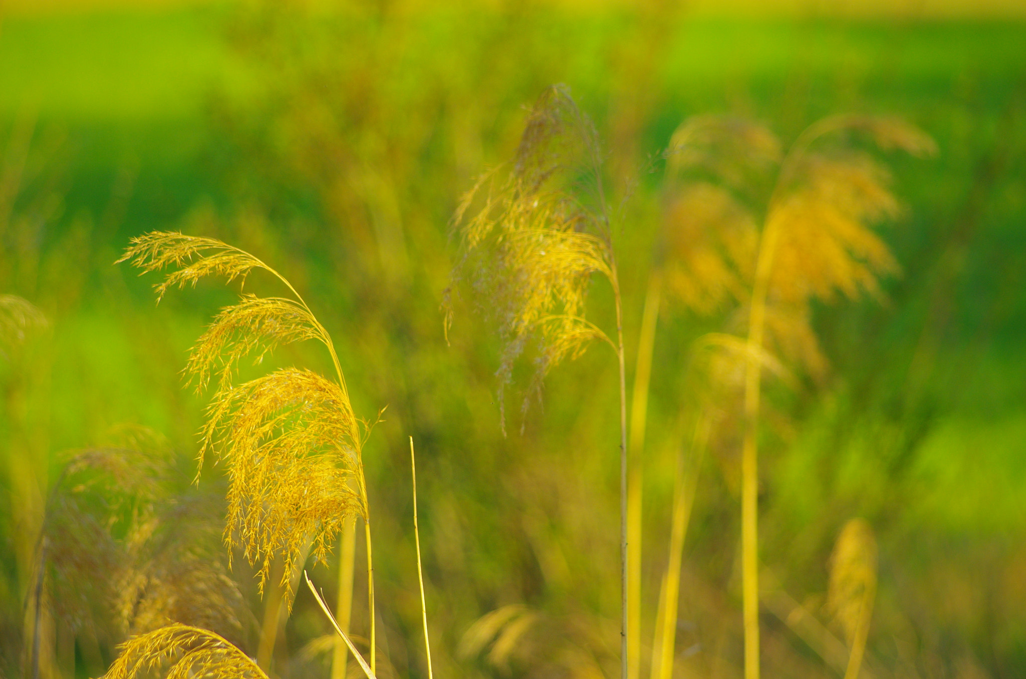 Pentax K-5 sample photo. Schilf im abendlicht photography