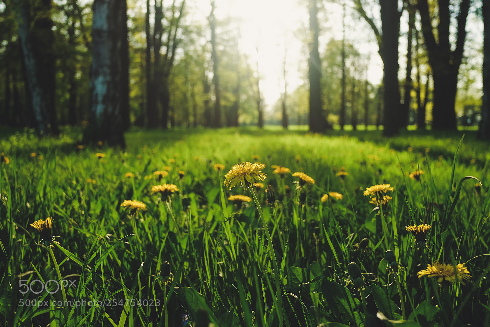 Fujifilm X-T10 sample photo. Nature photography