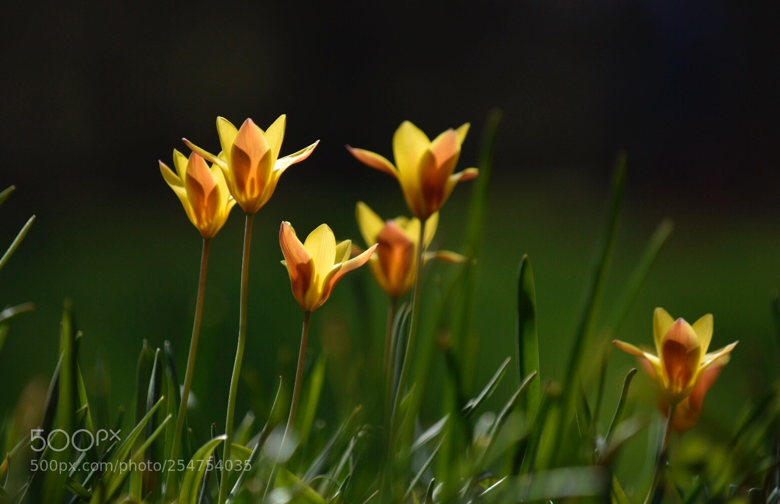 Nikon D7200 sample photo. Tulips  photography