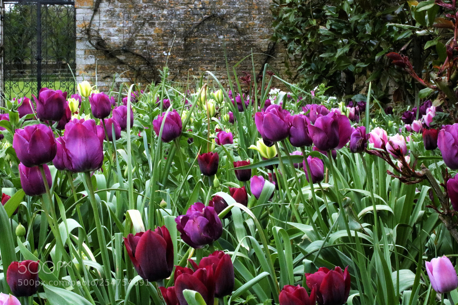 Canon EOS 750D (EOS Rebel T6i / EOS Kiss X8i) sample photo. Tulips photography