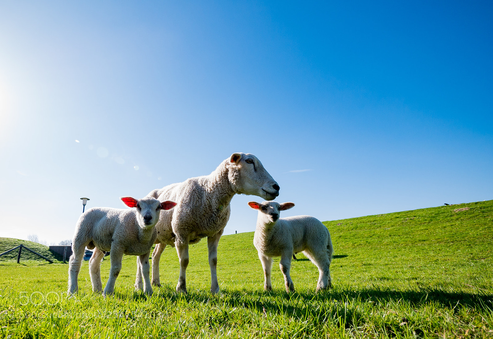 Panasonic DMC-G81 sample photo. Schillig sheep photography