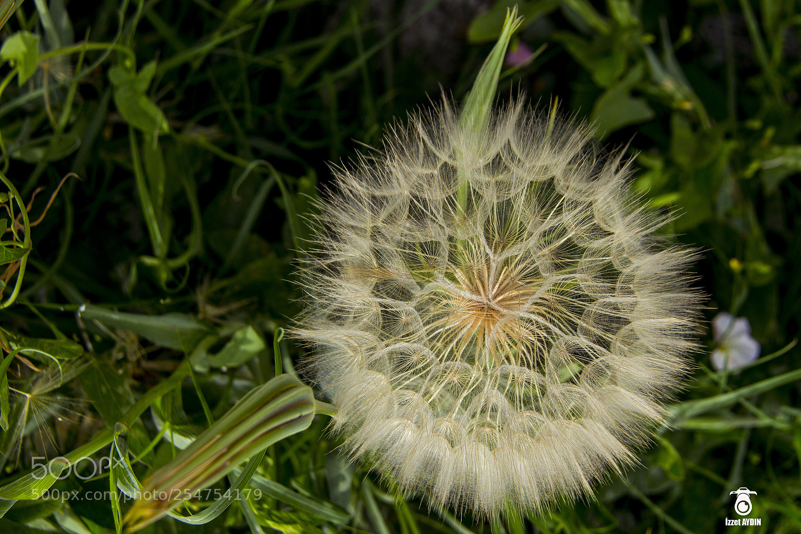 Canon EOS 600D (Rebel EOS T3i / EOS Kiss X5) sample photo. Dandelion photography