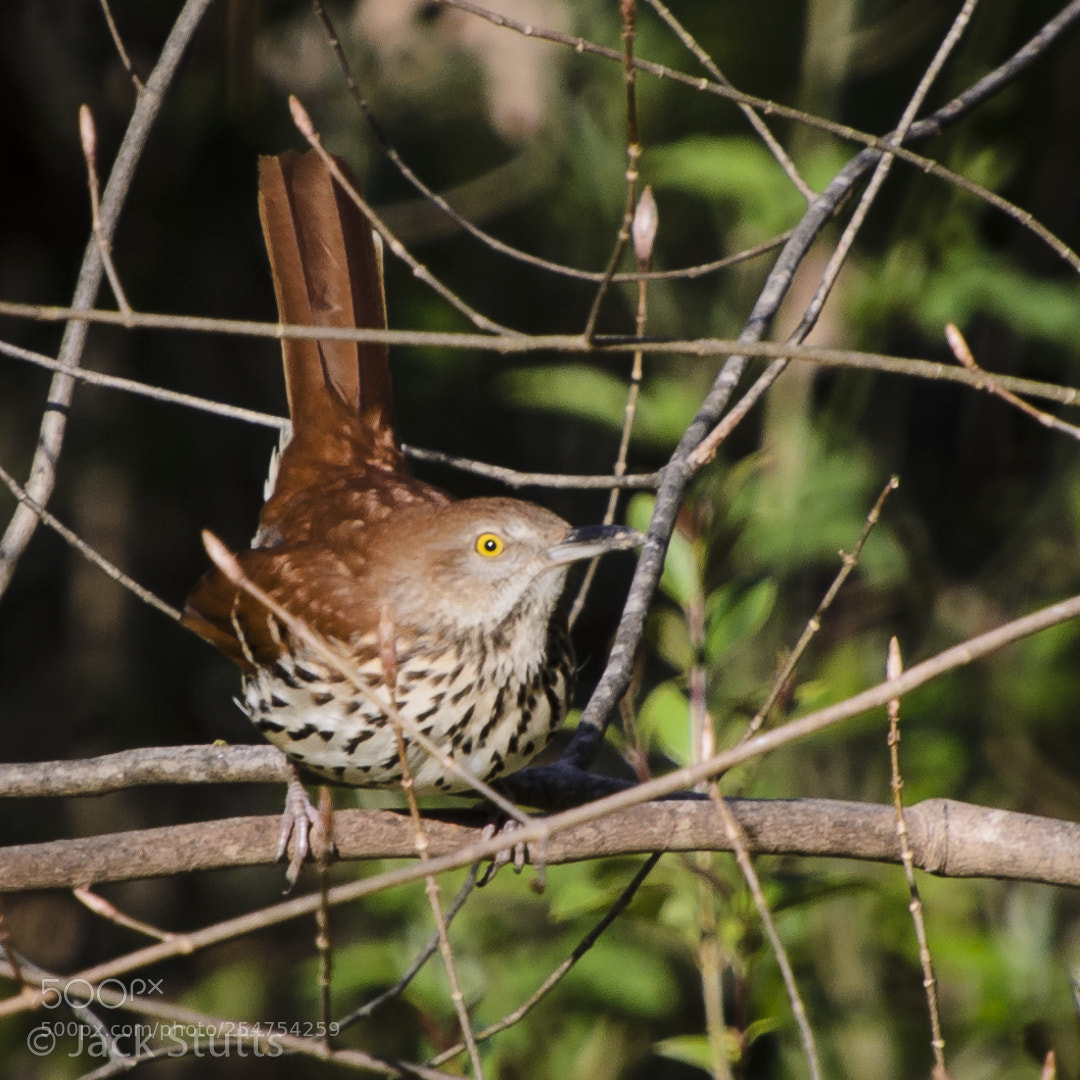 Nikon D7000 sample photo. 20180401093101-2.jpg photography