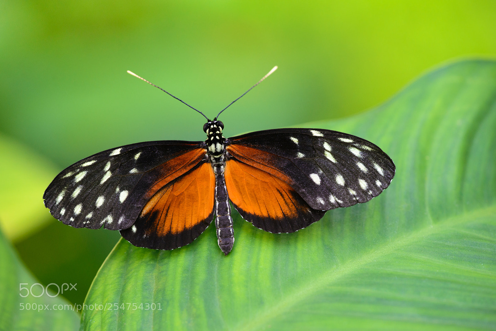 Nikon D600 sample photo. Tiger longwing photography