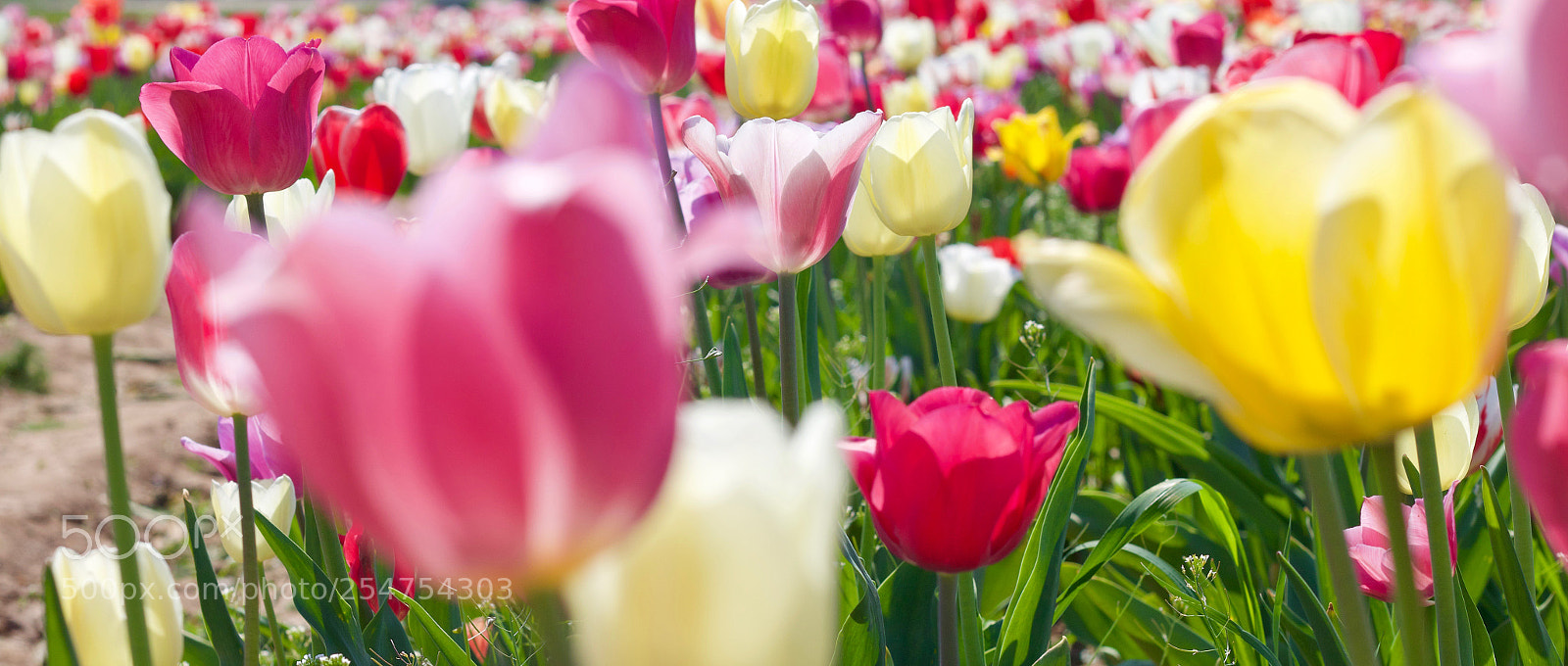 Canon EOS 70D sample photo. Tulipfield in colorpower photography