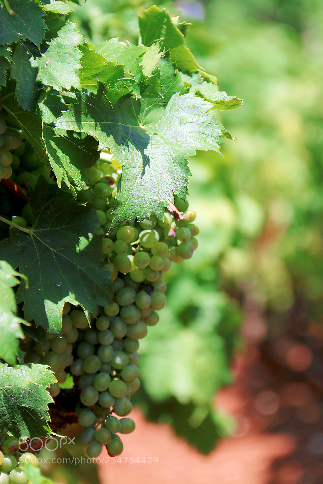 Canon EOS 760D (EOS Rebel T6s / EOS 8000D) sample photo. Pelješac vineyards photography