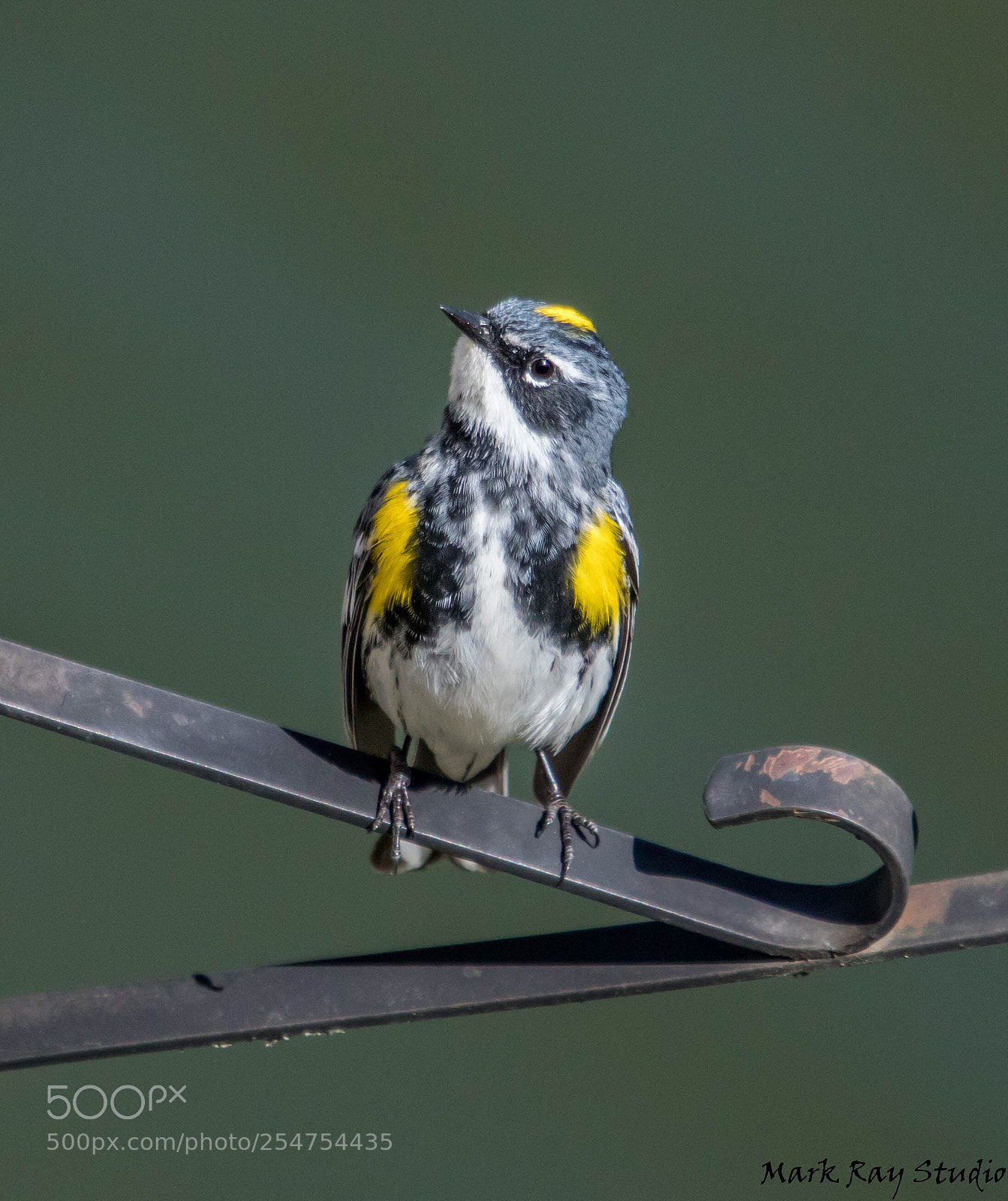 Canon EOS 80D sample photo. Yellow rumped warbler photography