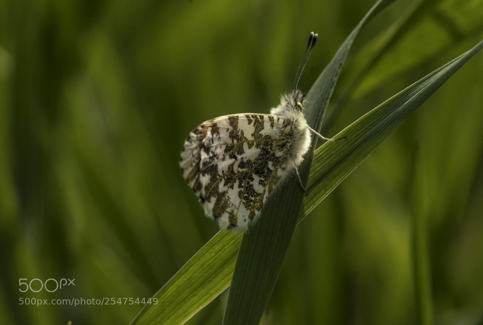 Nikon D5000 sample photo. Butterfly photography