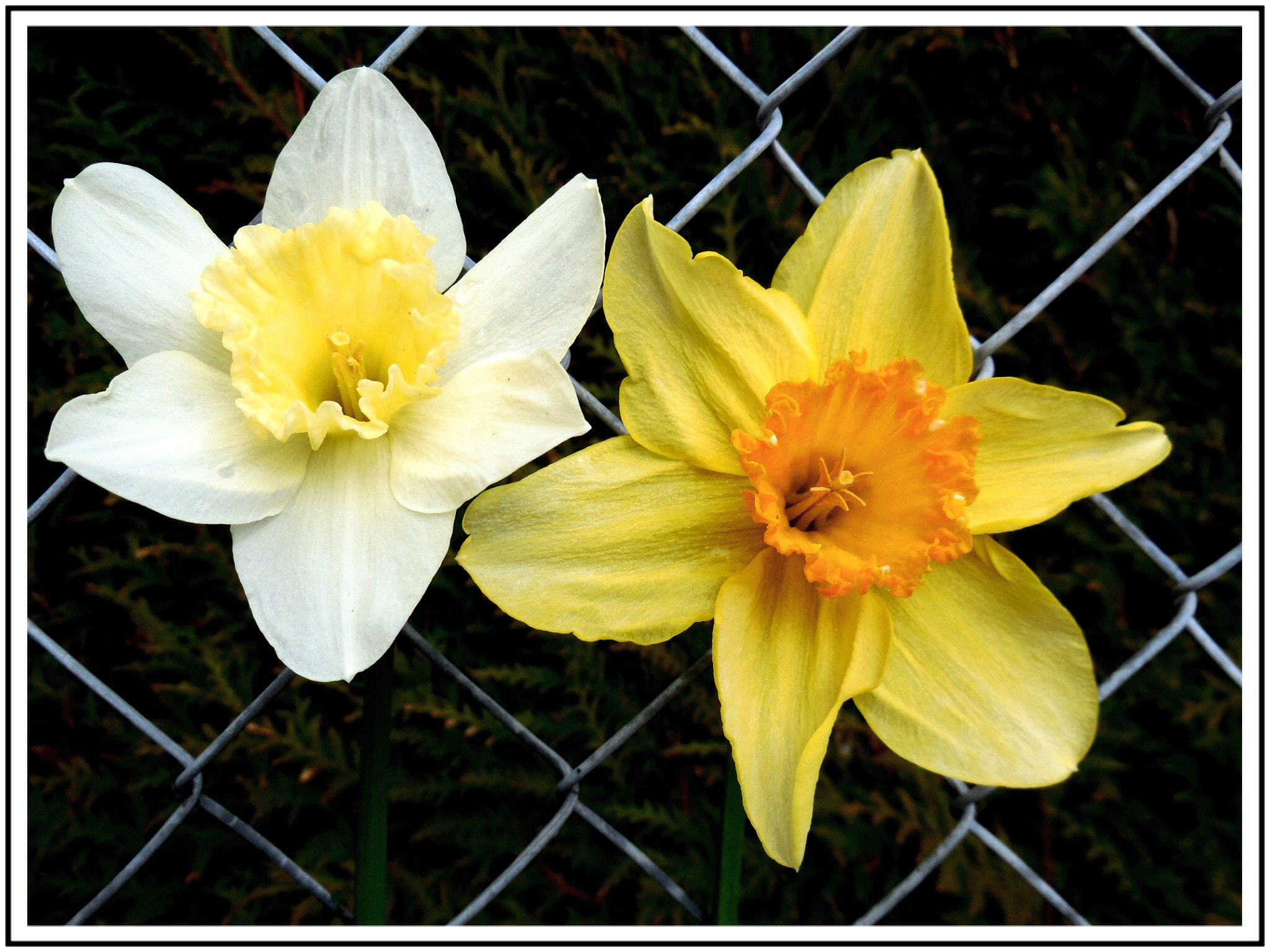 Nikon Coolpix S6500 sample photo. Les jonquilles photography