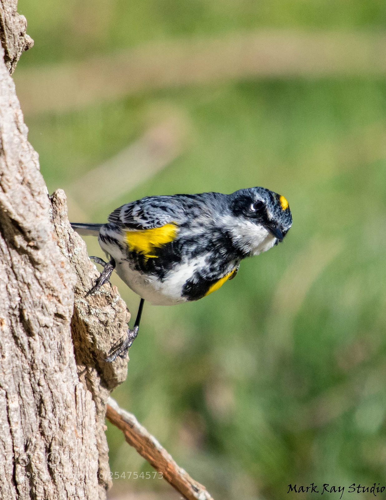 Canon EOS 80D sample photo. Yellow rumped warbler photography