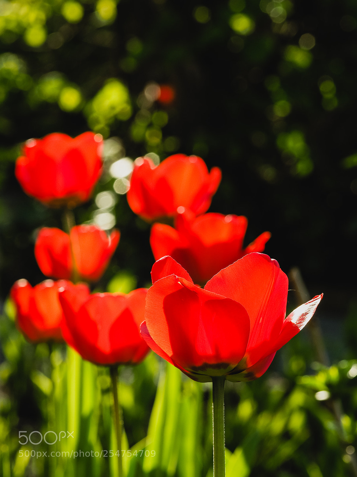 Olympus OM-D E-M1 Mark II sample photo. Blooming photography