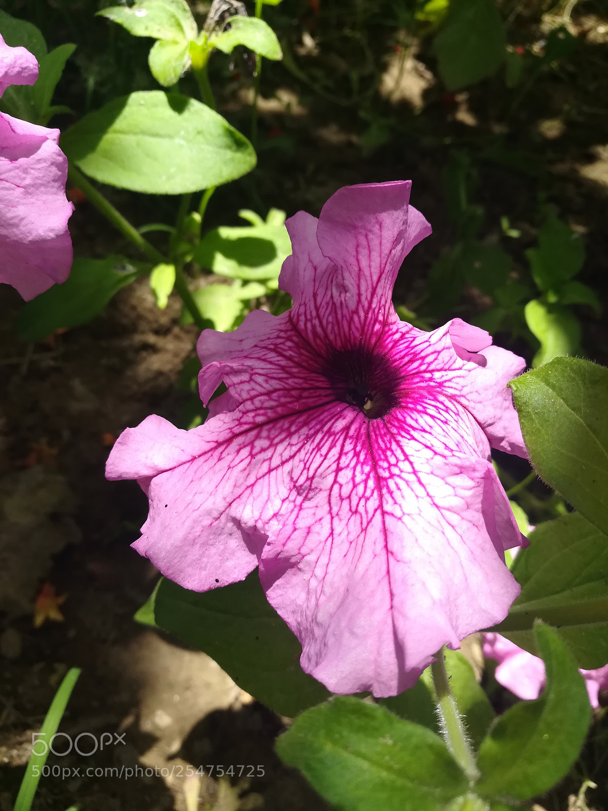 HUAWEI honor 6x sample photo. Untitled photography