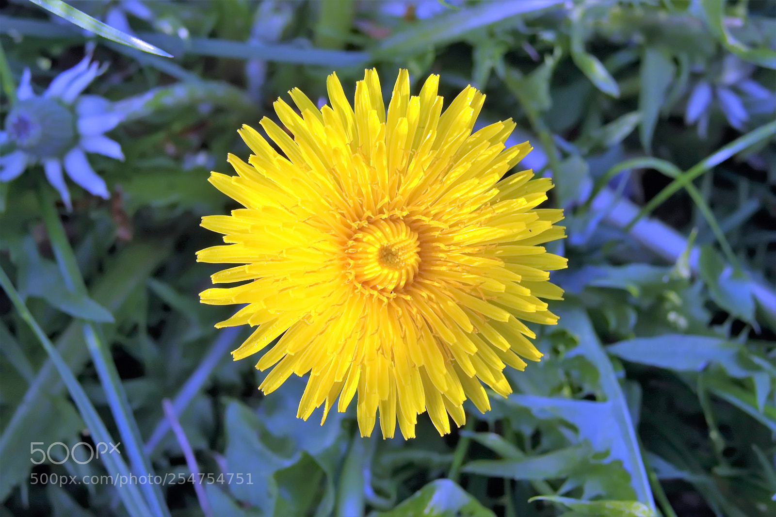 Panasonic Lumix DMC-FZ1000 sample photo. Cccc () photography