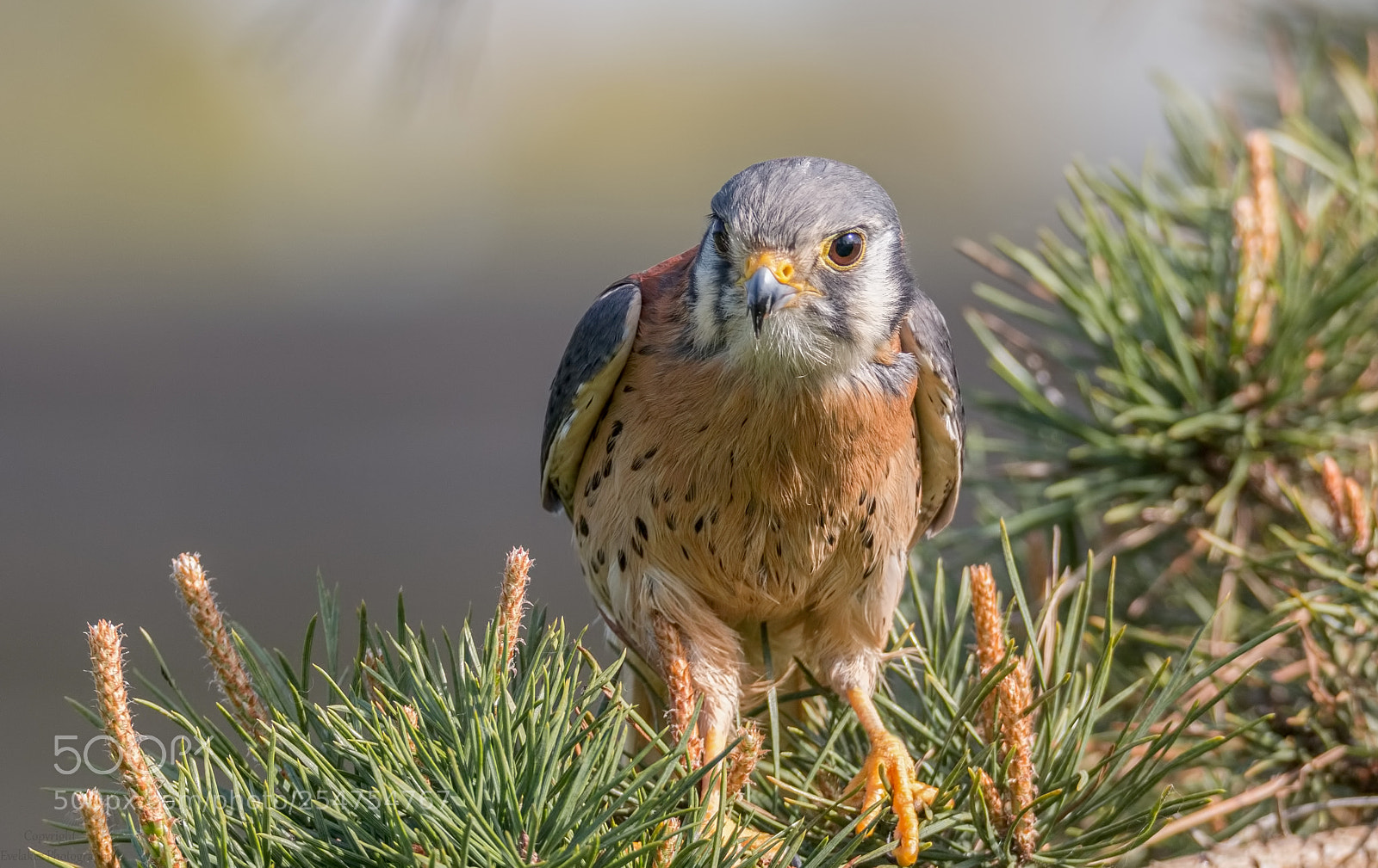 Canon EOS 70D sample photo. American kestrel photography