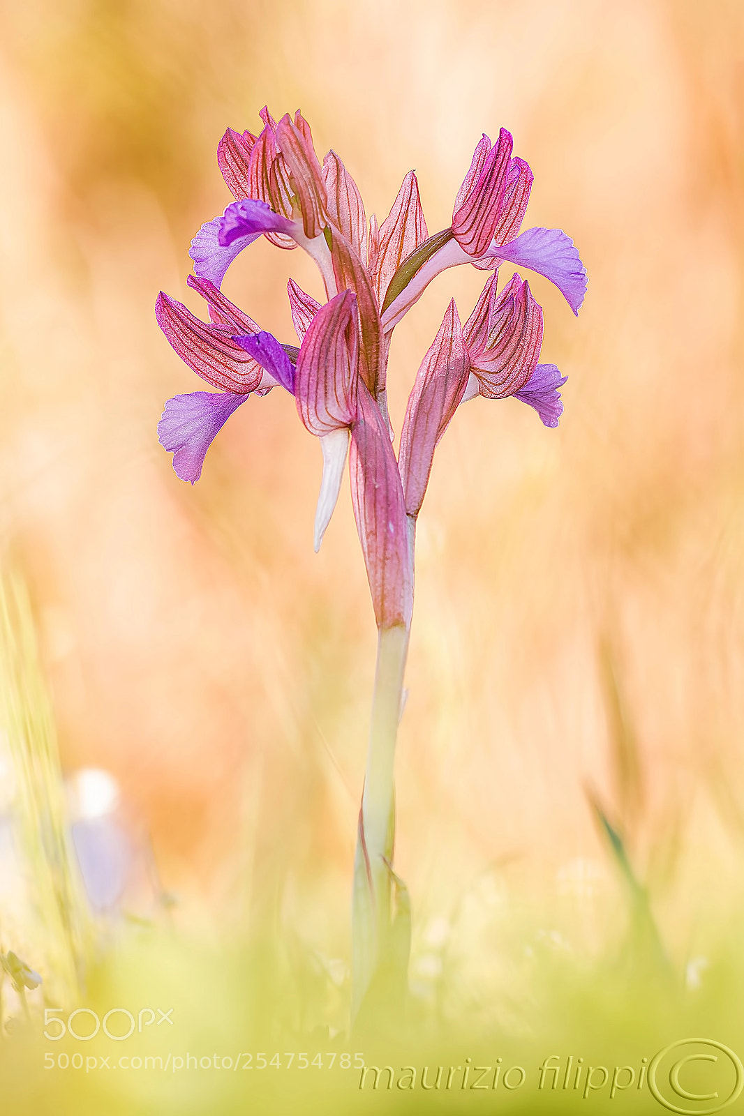 Canon EOS 70D sample photo. Orchidea selvatica photography