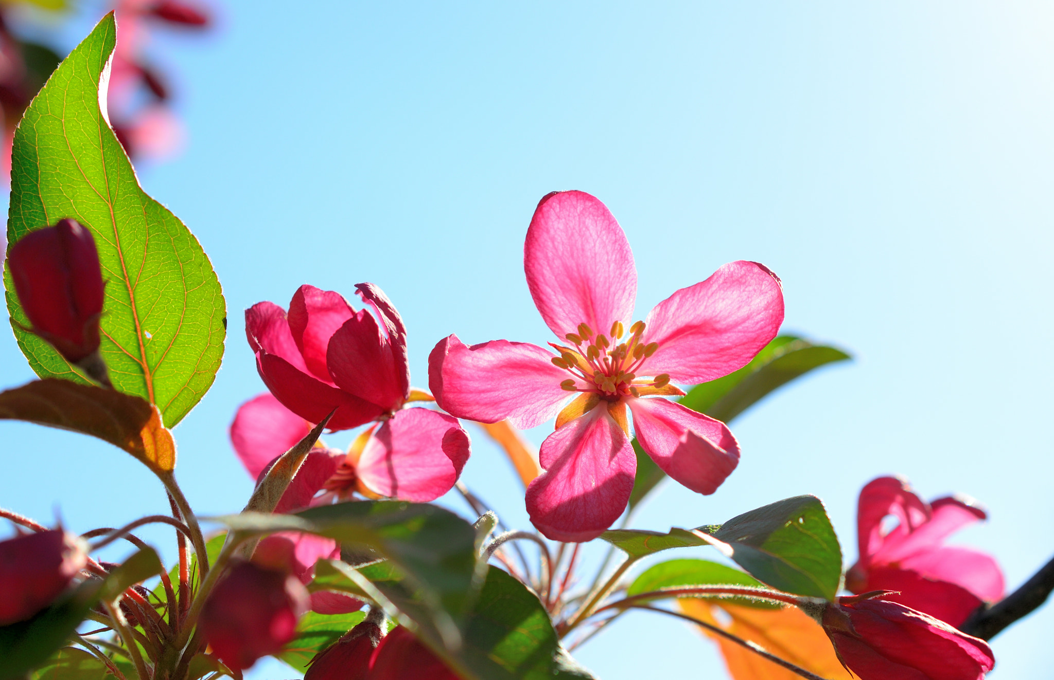 Nikon AF-S DX Micro Nikkor 40mm F2.8 sample photo. * pink * photography