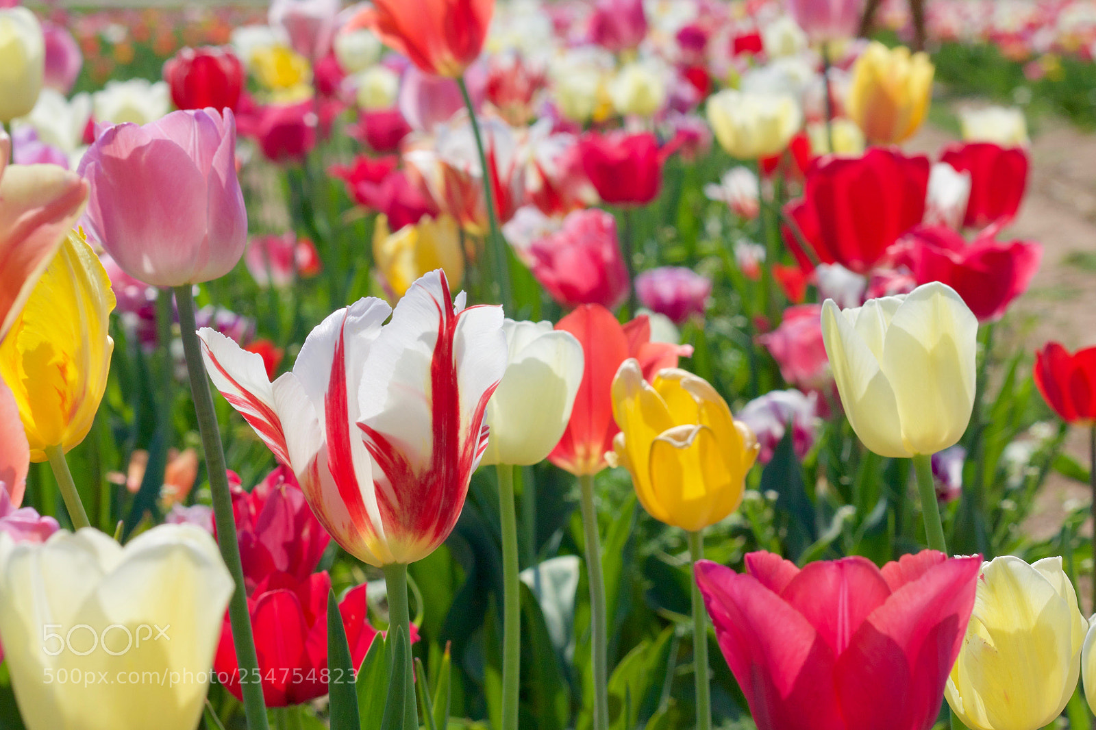 Canon EOS 70D sample photo. Tulipfield photography