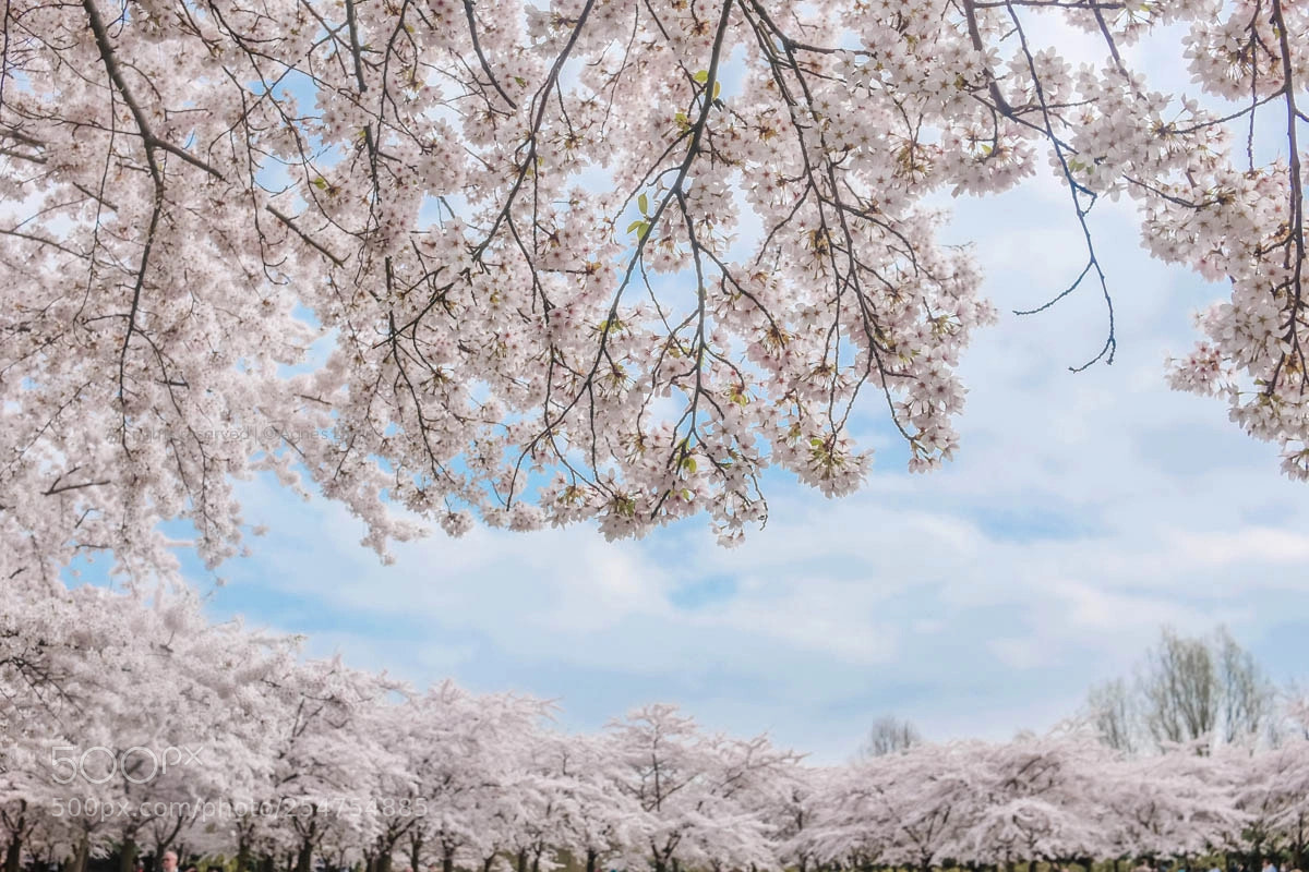 Fujifilm X100T sample photo. Window to the sky photography