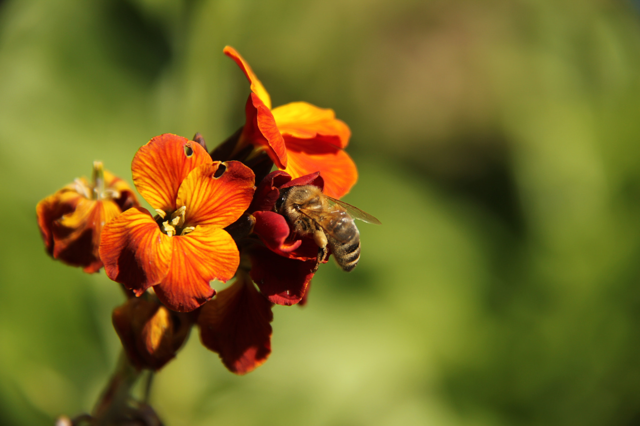 Canon EF-S 18-200mm F3.5-5.6 IS sample photo. Img photography