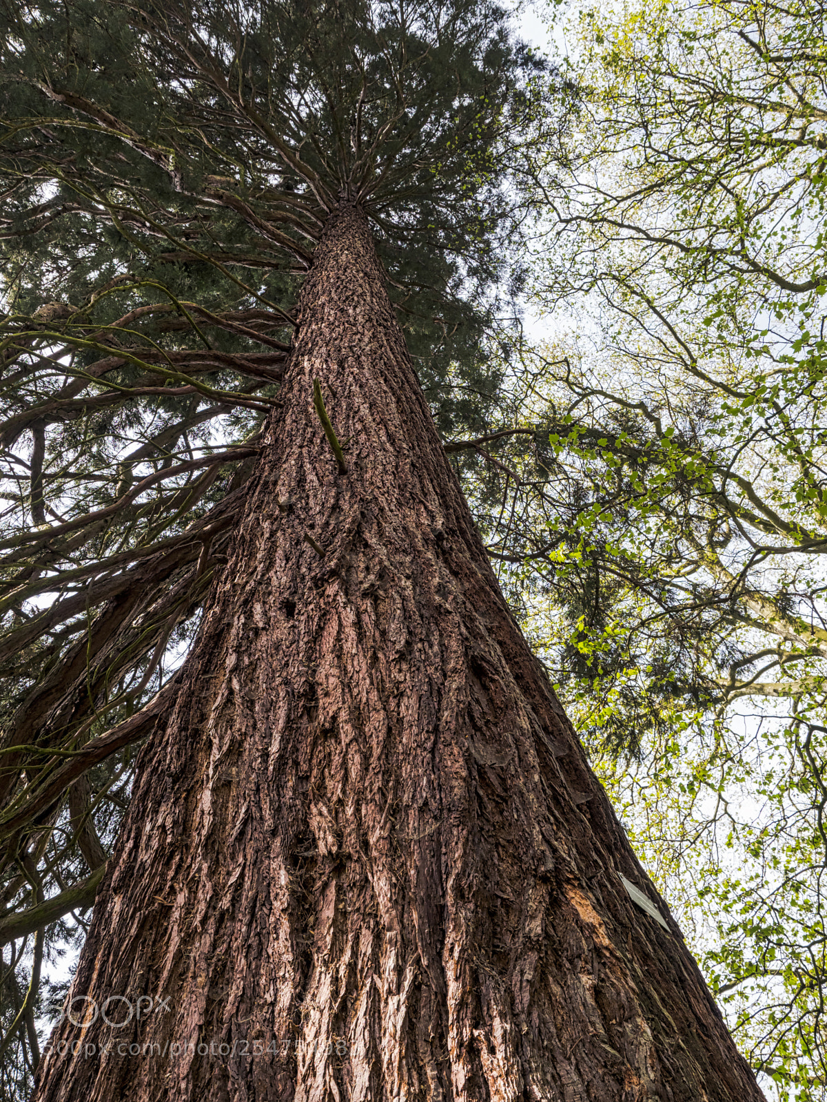 Olympus OM-D E-M1 Mark II sample photo. Sequoia photography