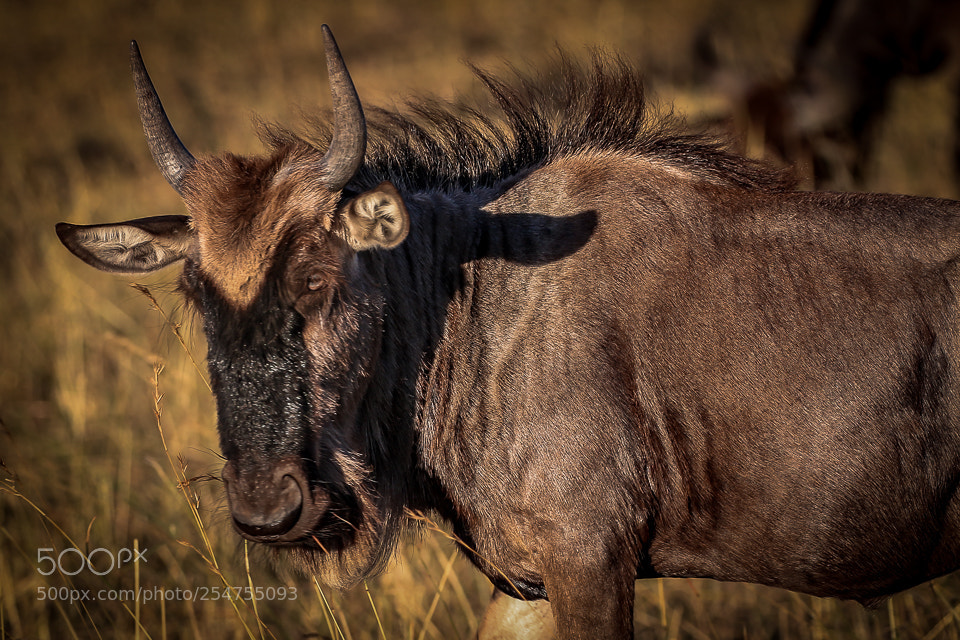 Canon EOS 7D Mark II sample photo. Lone wilderbeast photography