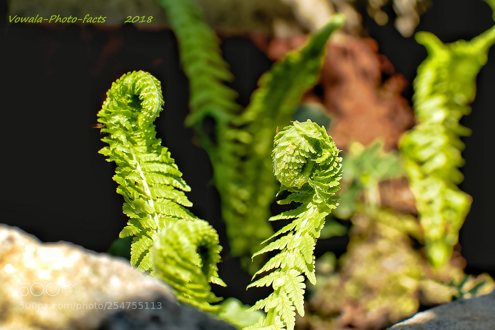 Nikon D5500 sample photo. Fern photography