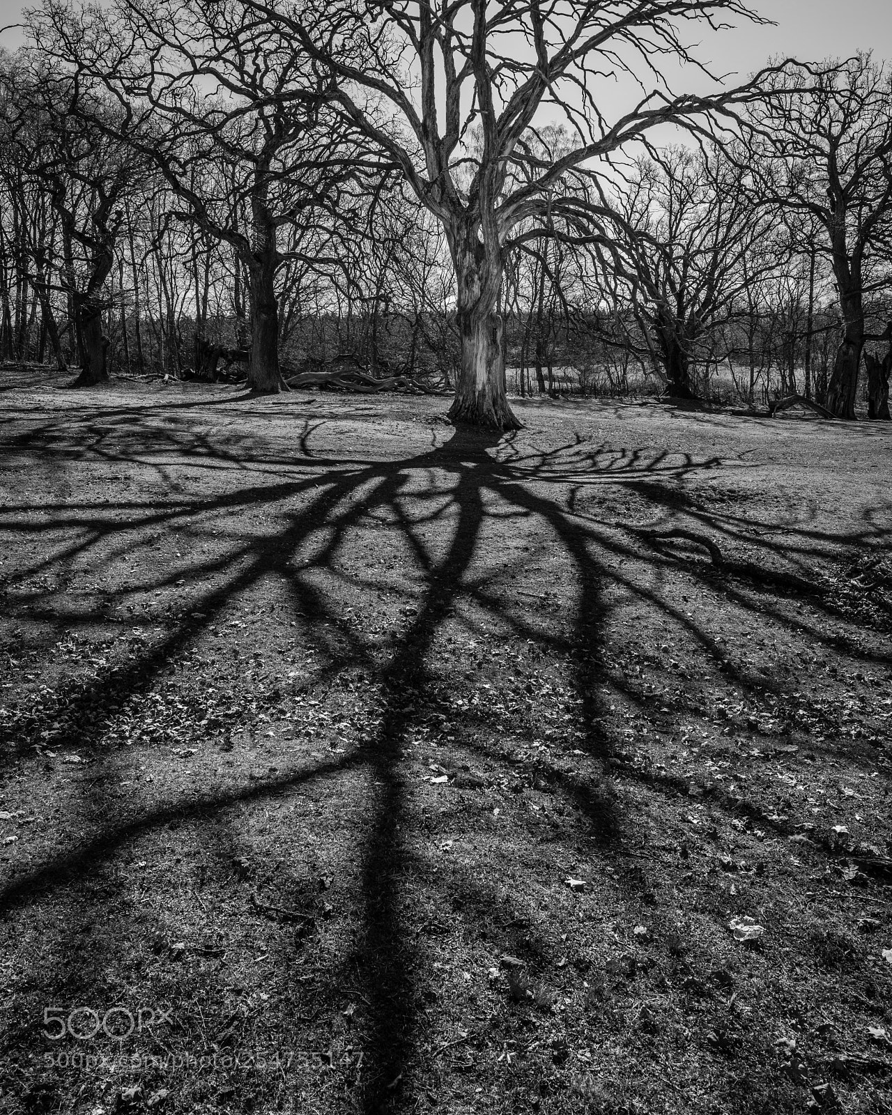 Nikon D810 sample photo. Shadows photography