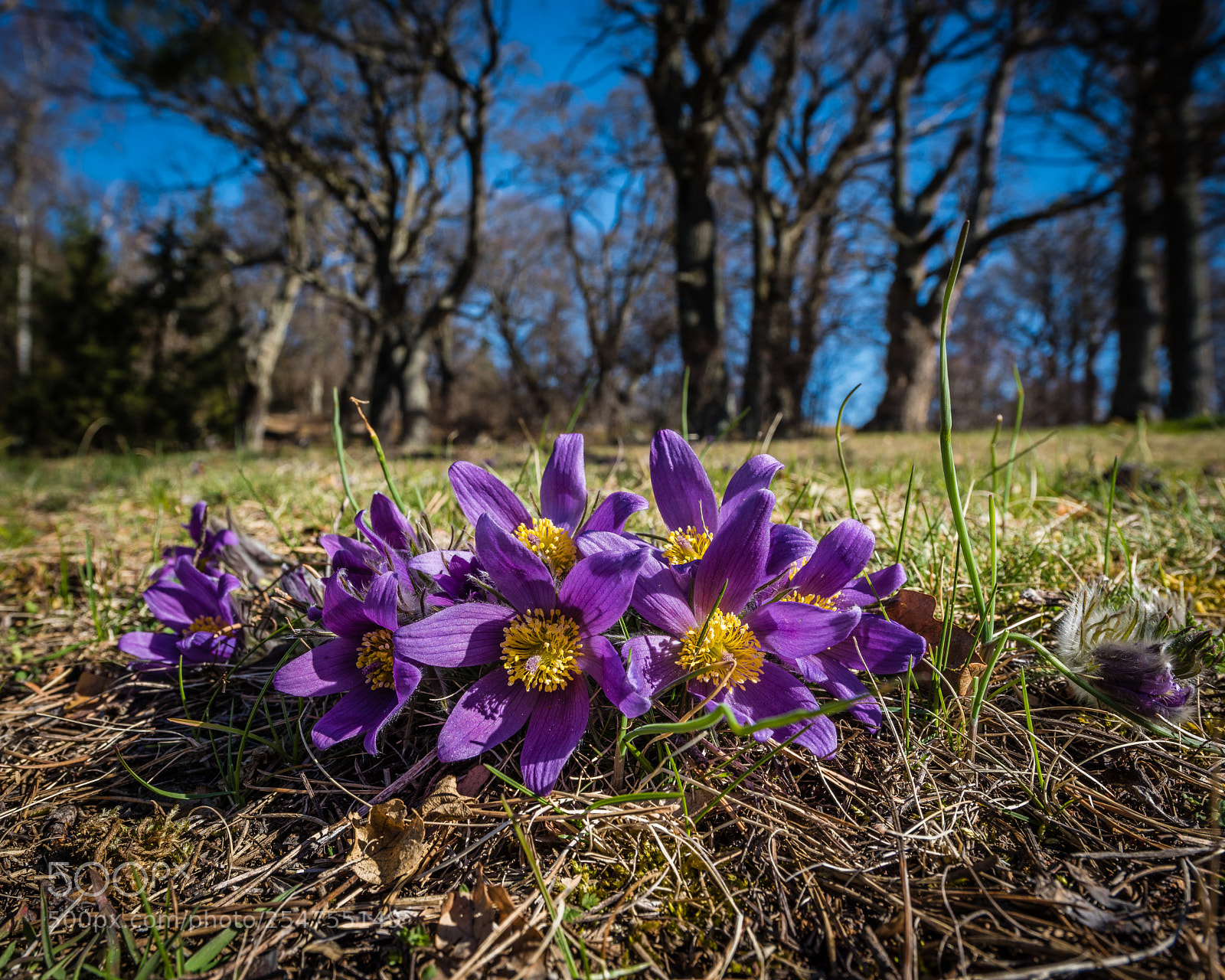 Nikon D810 sample photo. Backsippa (pulsatilla vulgaris) photography