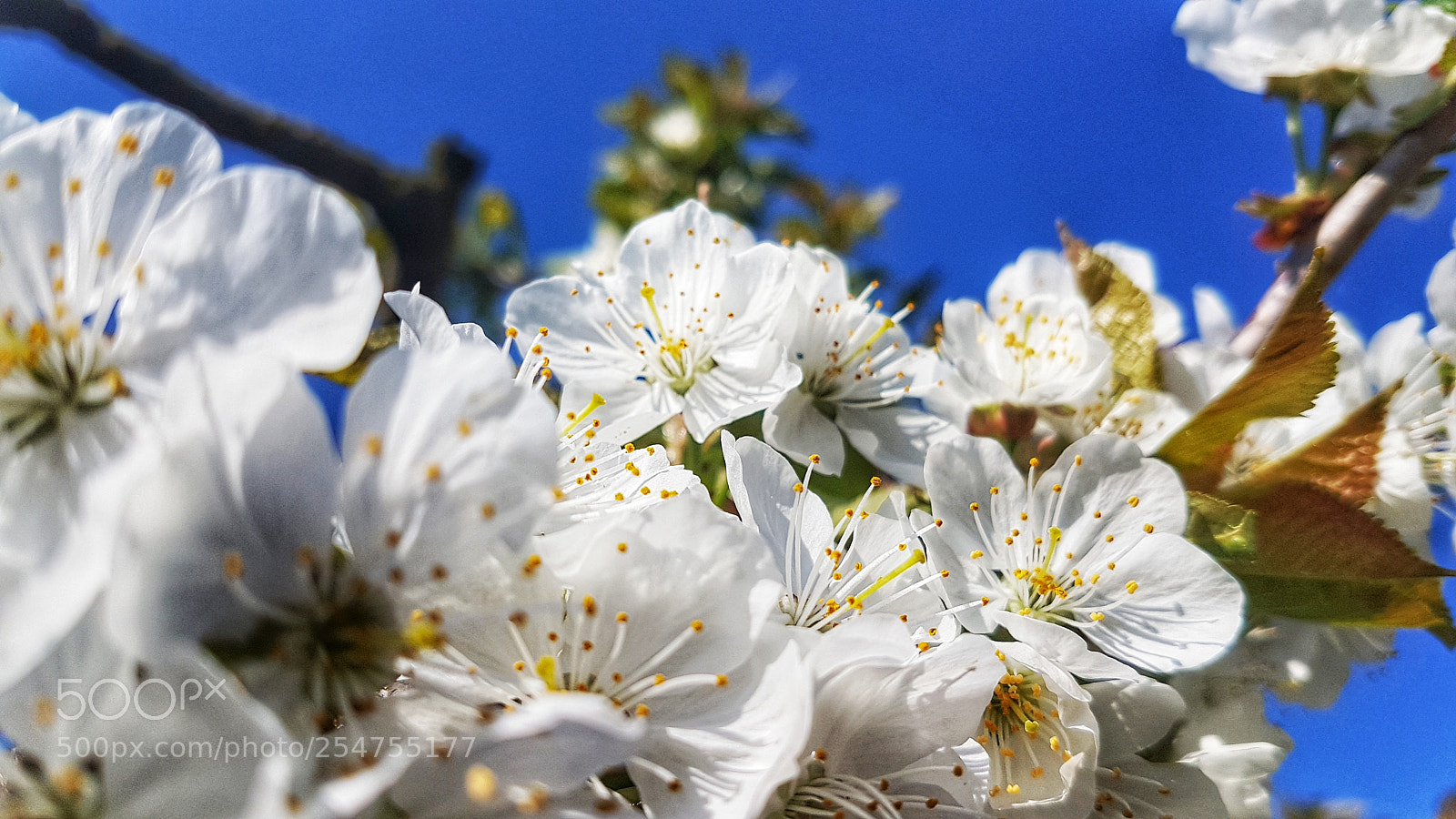 Samsung Galaxy S7 sample photo. Cherryblossoms photography