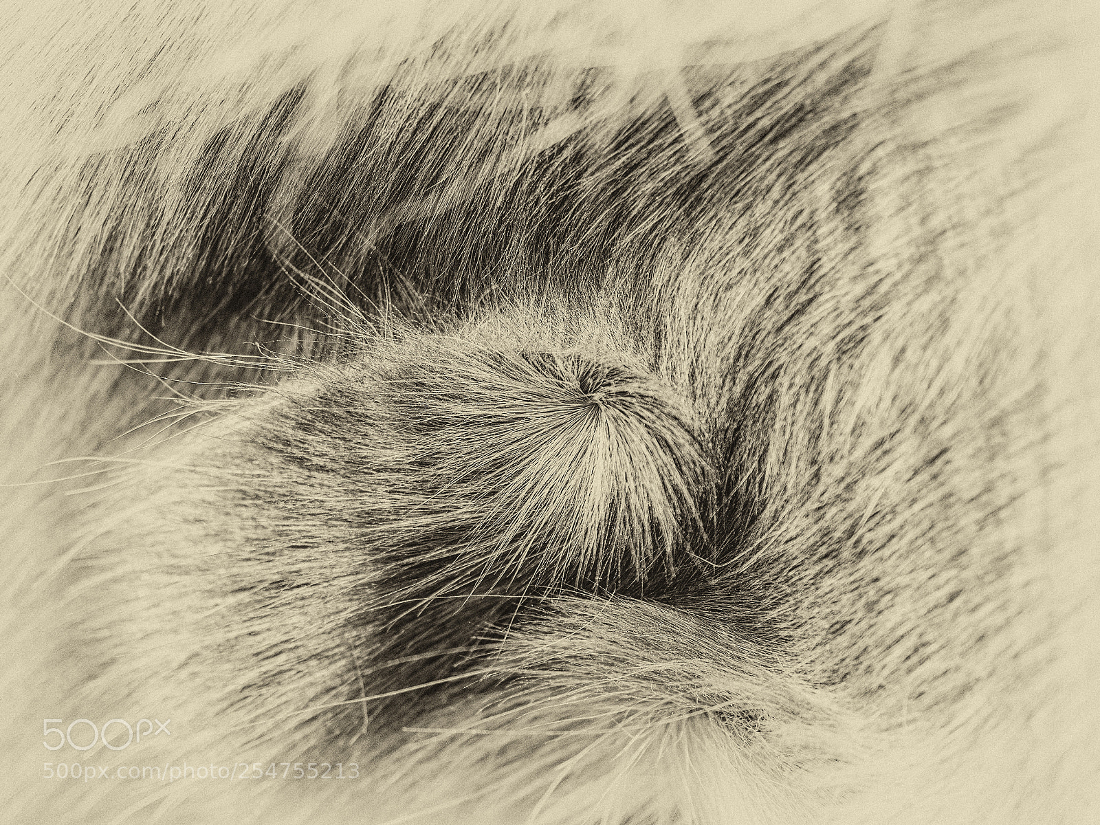 Olympus OM-D E-M5 II sample photo. Vortices pilorum photography