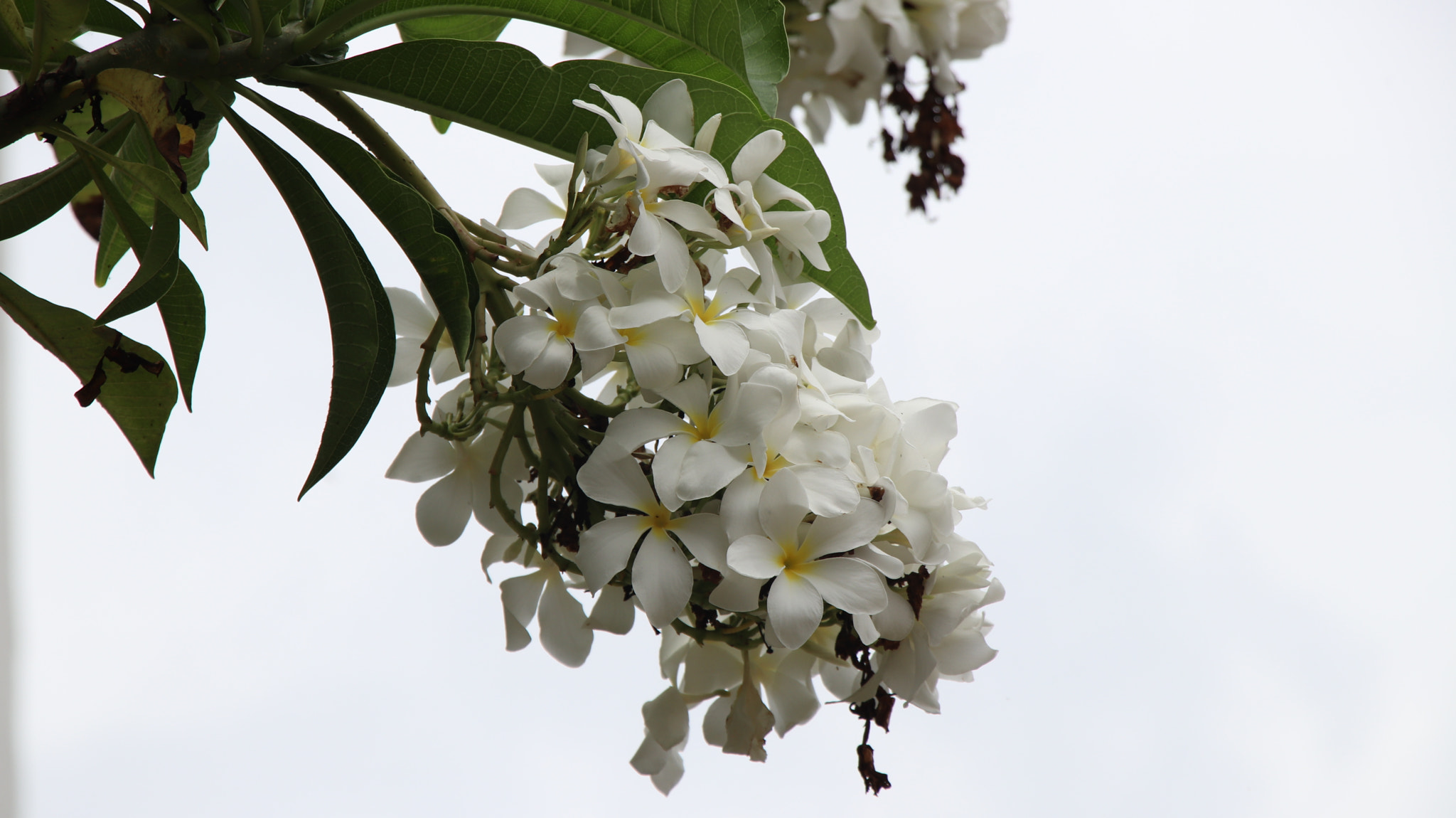 Canon EOS 77D (EOS 9000D / EOS 770D) sample photo. White photography