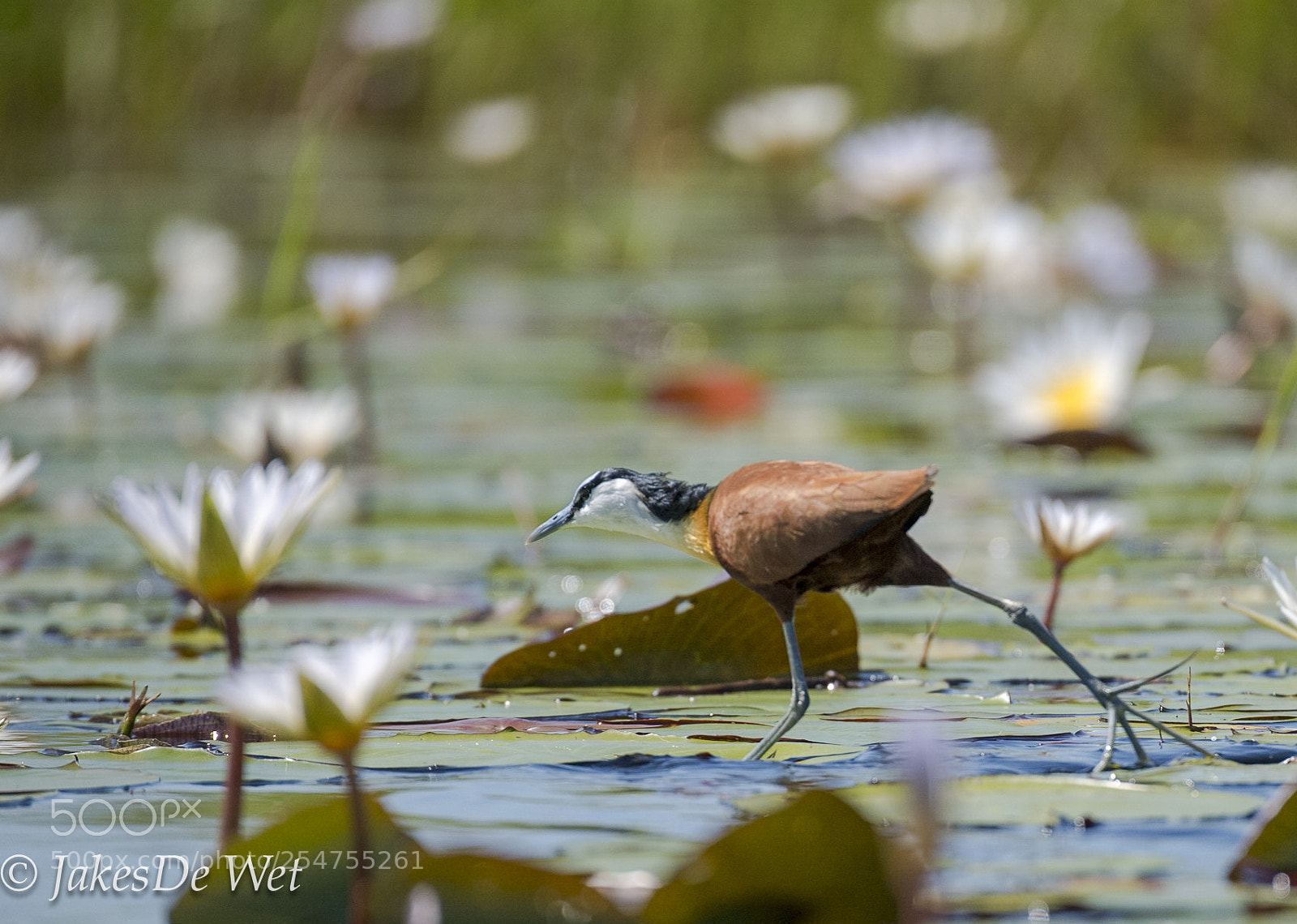 Nikon D5 sample photo. African jacana photography