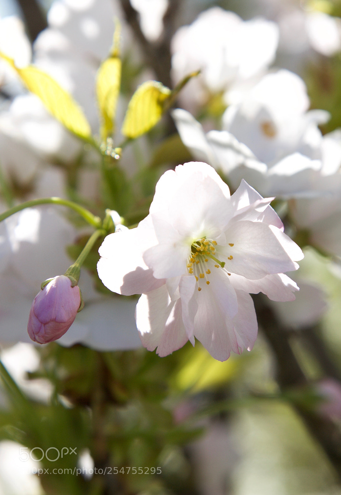 Canon EOS 5D Mark II sample photo. ❀ photography