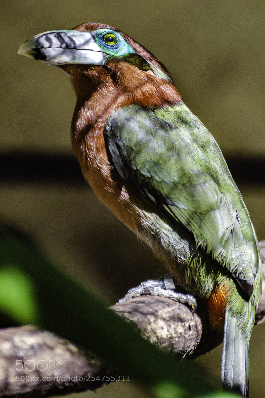 Nikon D7000 sample photo. Aracari photography