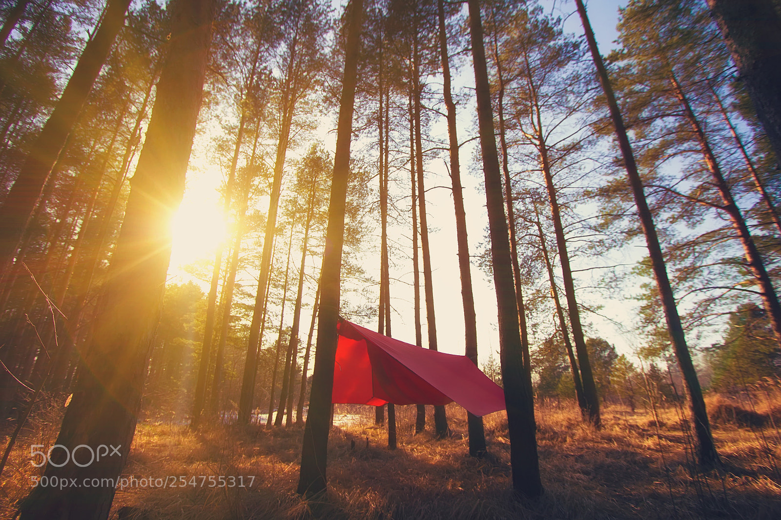Canon EOS 60D sample photo. Pine trees and red photography