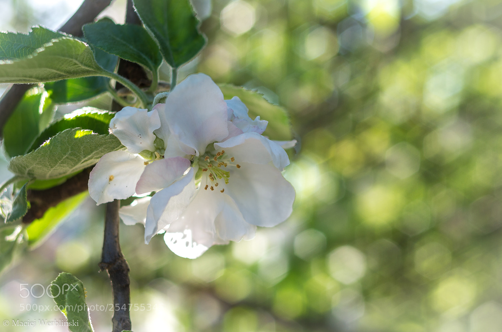 Pentax K-50 sample photo. City park photography