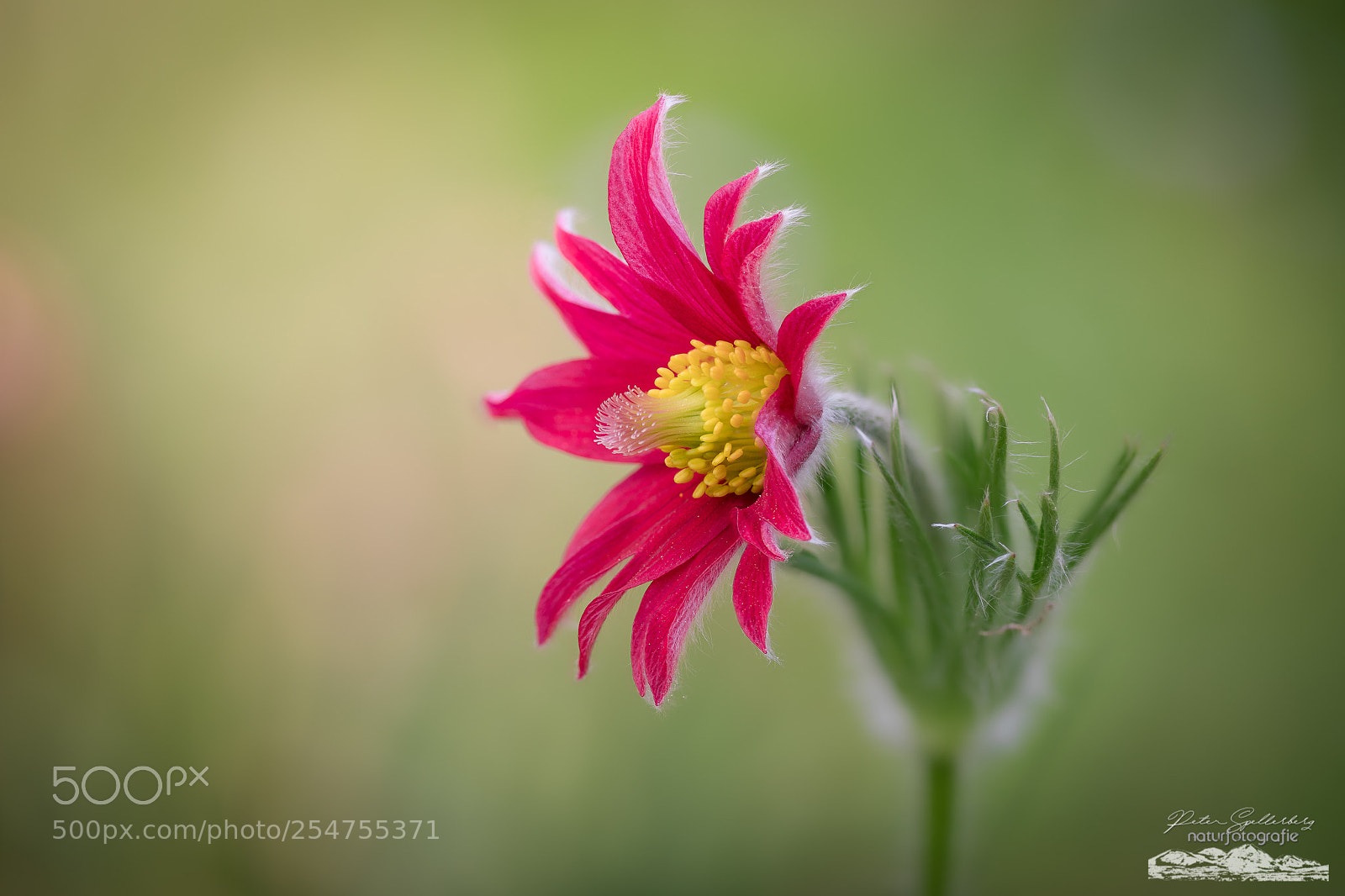 Canon EOS 5D Mark IV sample photo. Red beauty photography