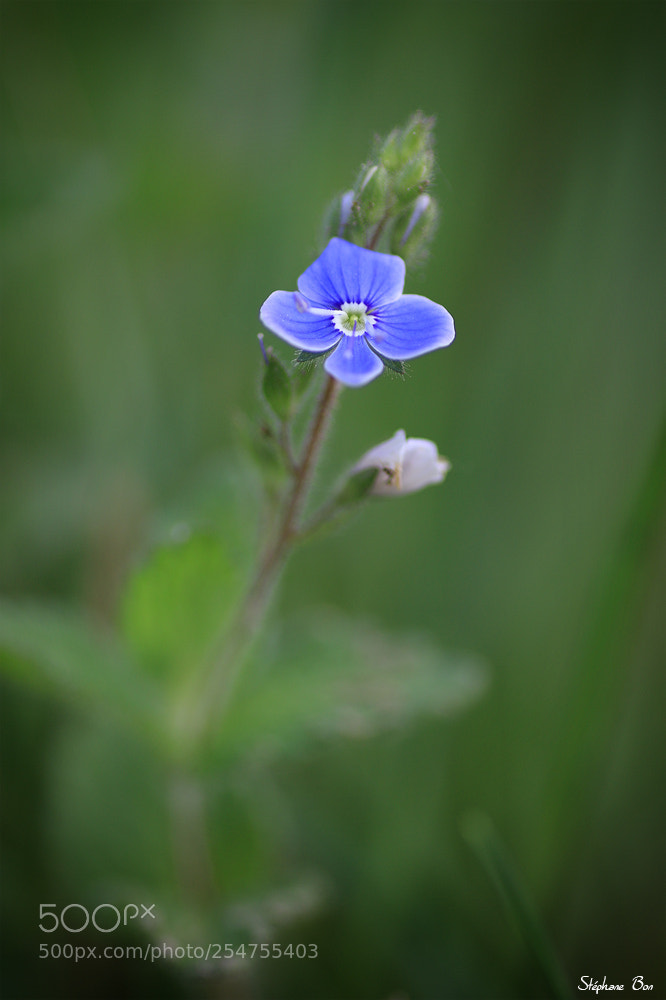 Canon EOS 70D sample photo. Veronica photography