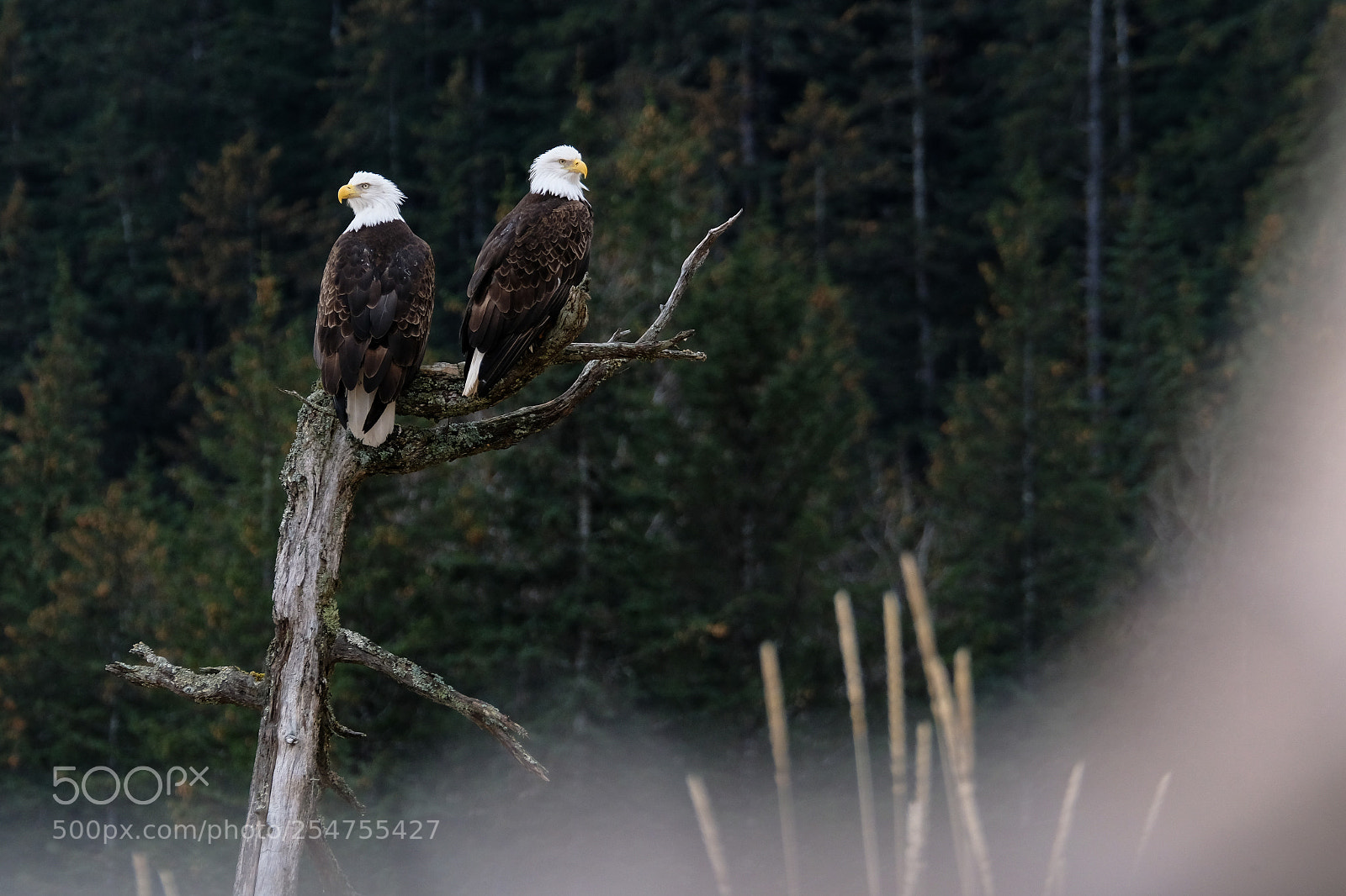 Fujifilm X-T2 sample photo. A pair of eagles photography