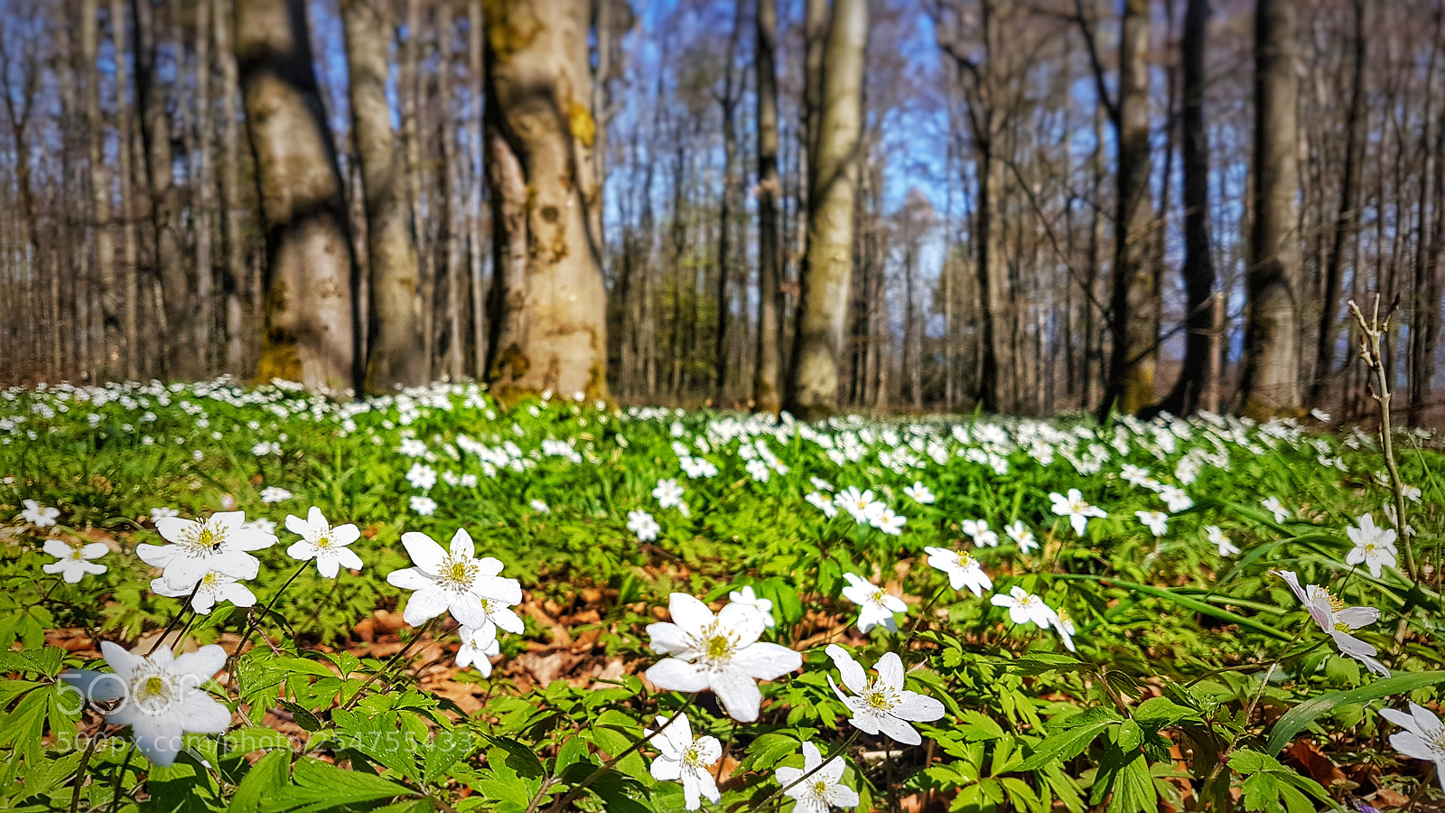 Samsung Galaxy S7 sample photo. Springtime in the forest photography