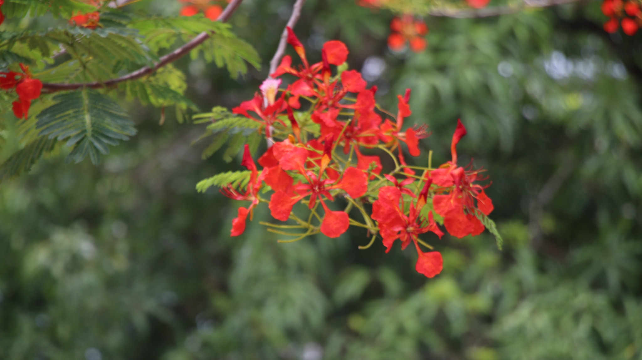 Canon EOS 77D (EOS 9000D / EOS 770D) sample photo. Red photography