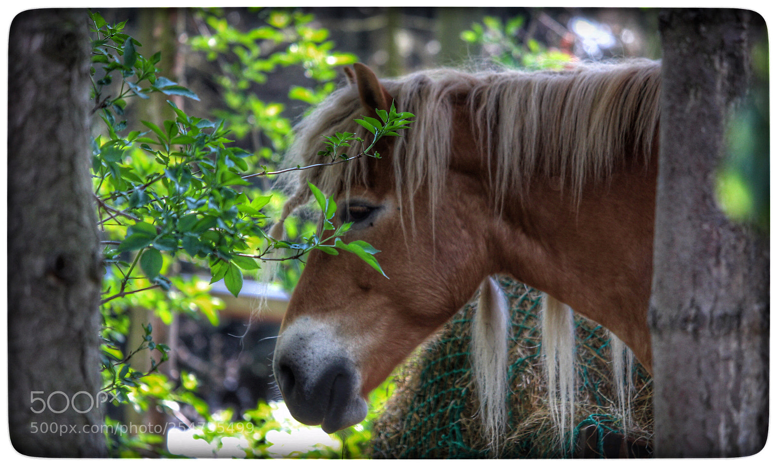 Canon EOS 100D (EOS Rebel SL1 / EOS Kiss X7) sample photo. Blondie photography