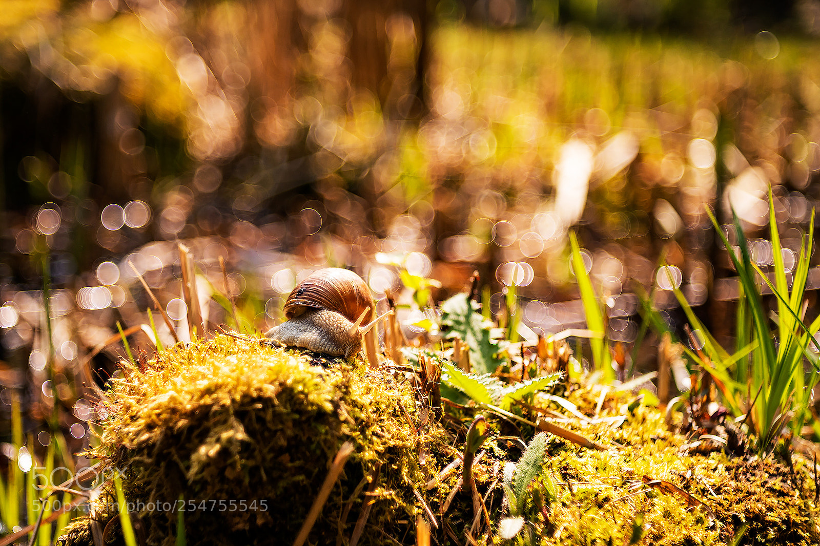Canon EOS 6D Mark II sample photo. ...šnek... photography