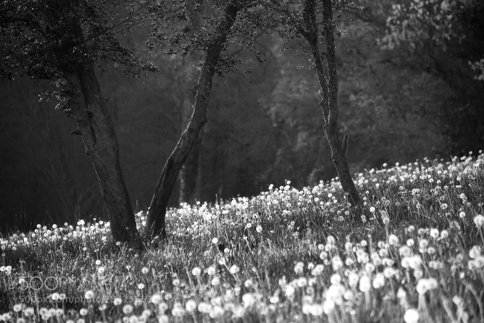Nikon D800 sample photo. Dandelion photography