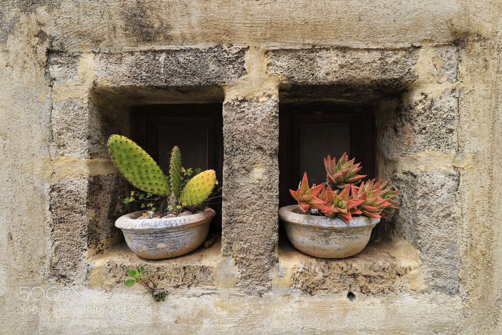 Canon EOS 80D sample photo. Two windows two plants photography