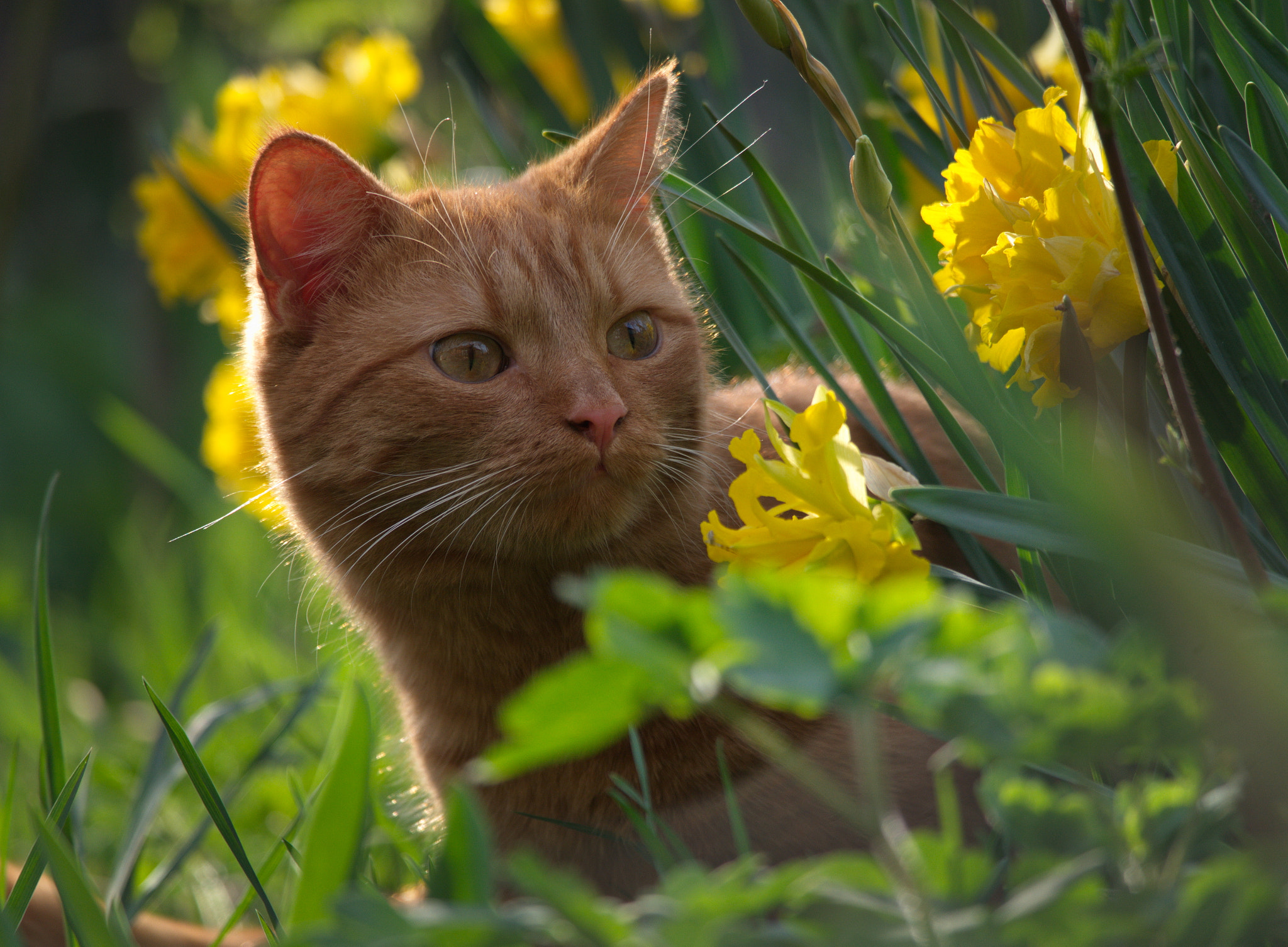 Samsung NX20 sample photo. In the garden photography