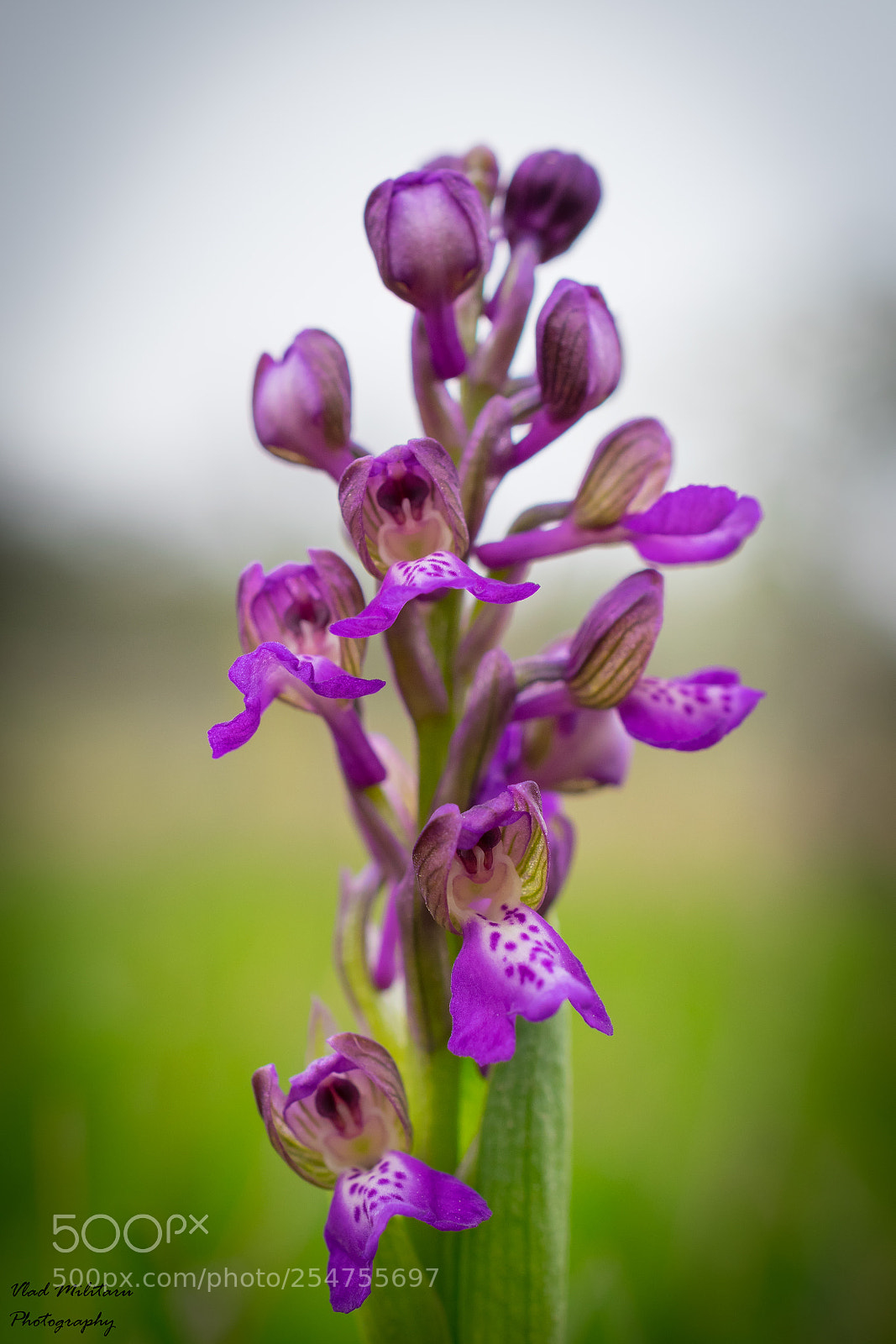 Nikon D5300 sample photo. Green-winged orchid or green-veined photography