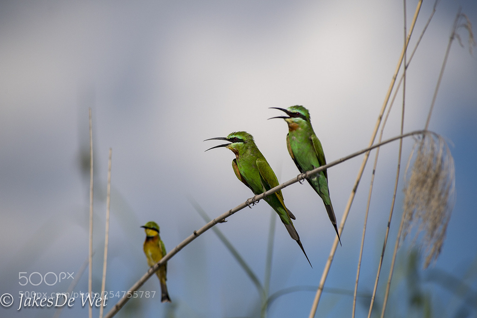 Nikon D5 sample photo. Blue cheeked bee-eaters photography