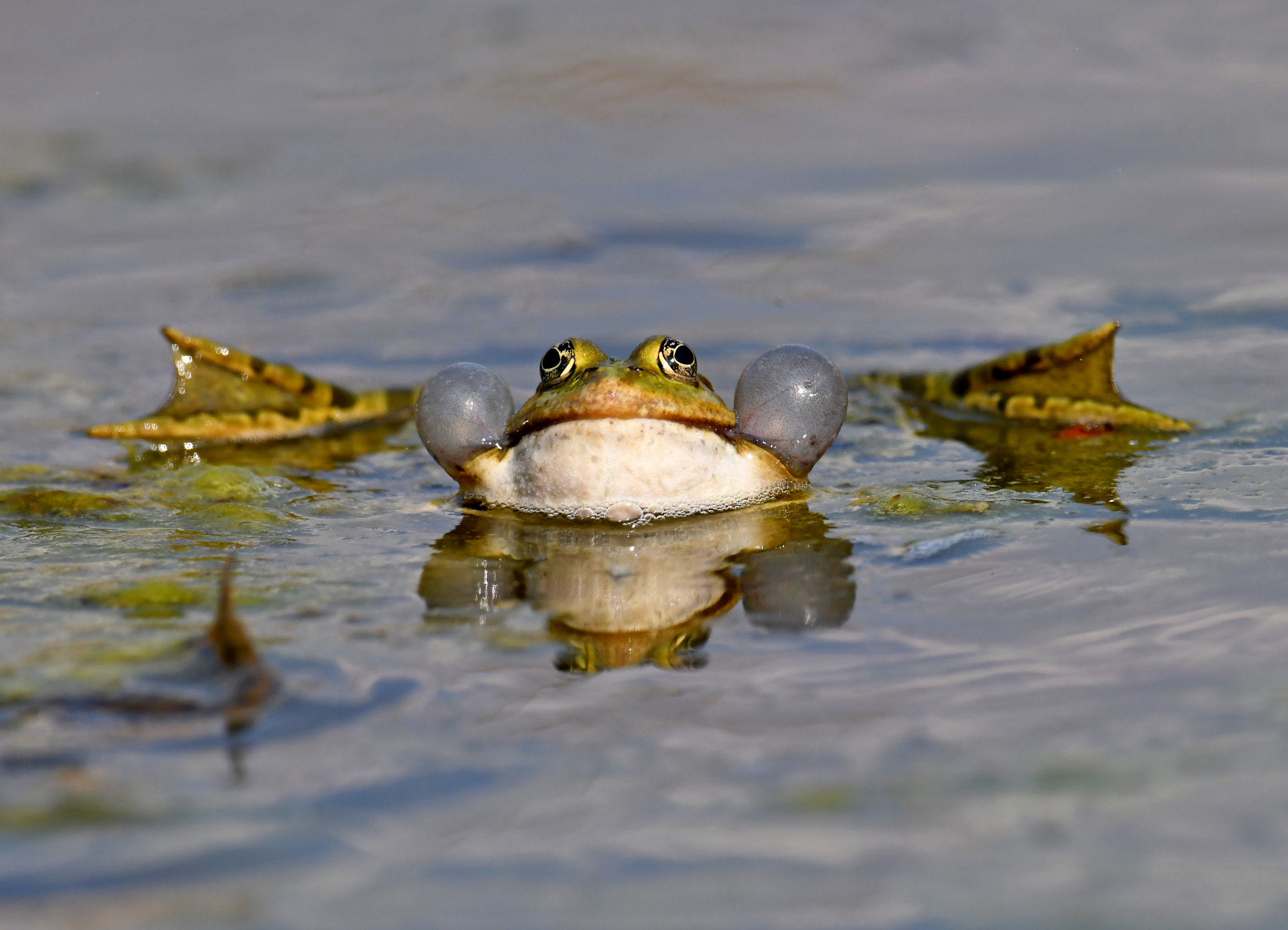 Nikon D500 + Nikon AF-S Nikkor 600mm F4G ED VR sample photo. Frog photography